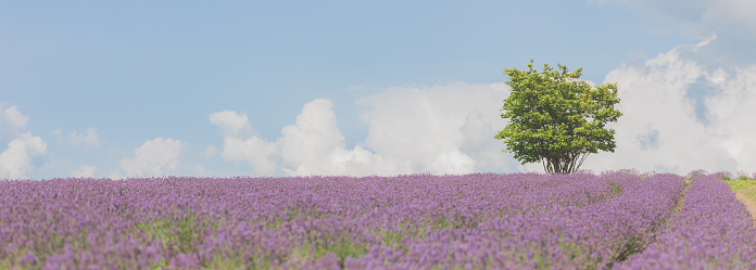 A lone tree standing within a lavender field