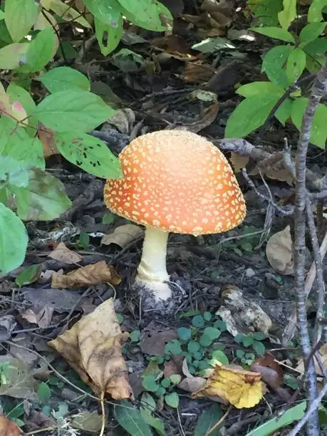 Amanita mushroom on forest floor.