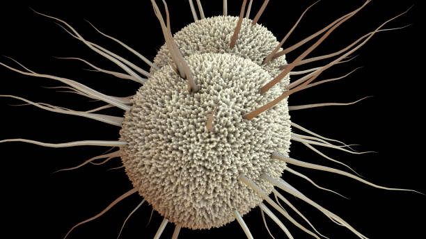 istock bacterium Neisseria gonorrhoeae, Gonorrhea 1127014519