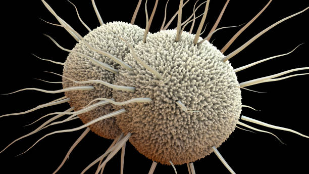 istock bacterium Neisseria gonorrhoeae, Gonorrhea 1127014761