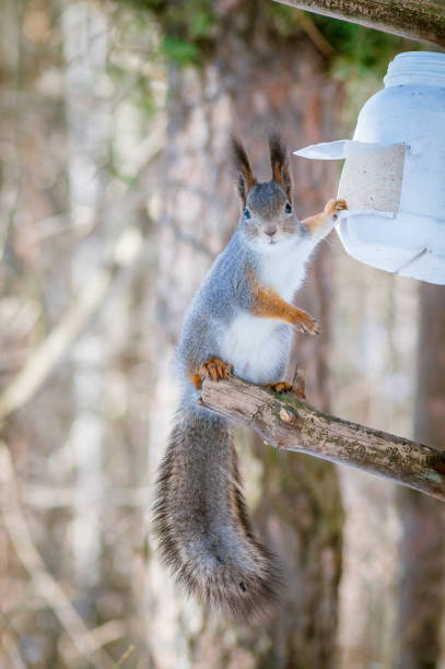 istock Hungry wild squirrel sitting on a tree in the spring forest 1127015505