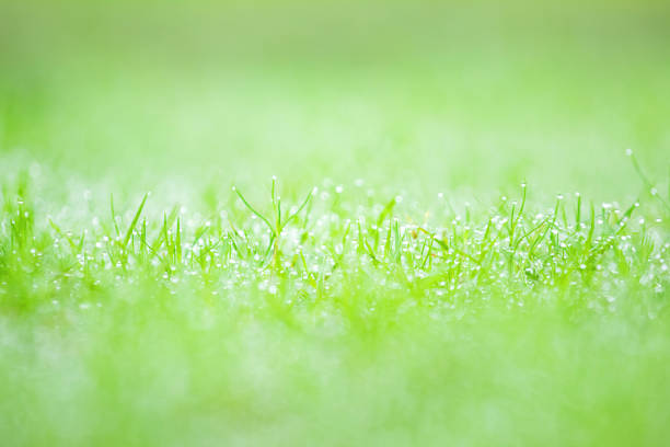 istock Rain drops on the grass and bokeh green background. 1127016304