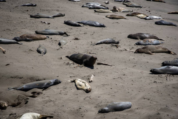 istock Seals on the beach in Northern California 1127018106