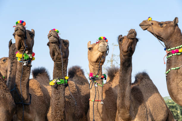 istock Camels in desert Thar during Pushkar Camel Fair, Rajasthan, India 1127018967