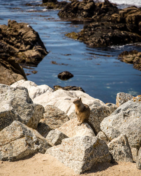 istock Pebble Beach in Monterey California 1127019086