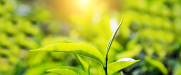 istock Green tea leaves background bushes 1127019322