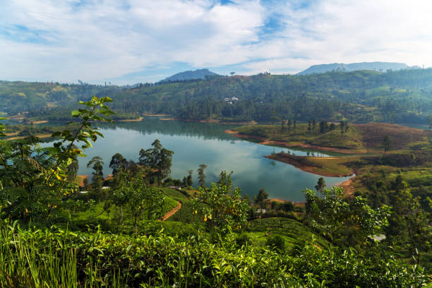 istock Green tea leaves Ceylon, Sri Lanka bushes 1127019346