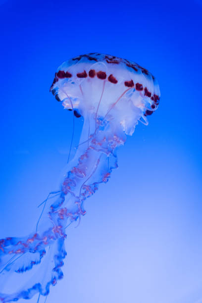istock Jellyfish swimming with a blue background 1127019386