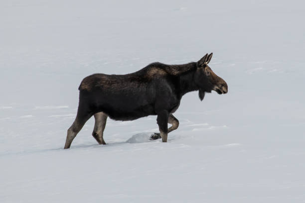 Moose cow walking through snow Moose in extreme winter conditions cow moose stock pictures, royalty-free photos & images