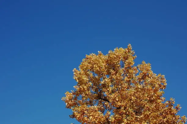 Yellow leaf of tree and blue sky, peaceful autumn