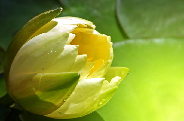 istock Beautiful lotus flower 1127022704