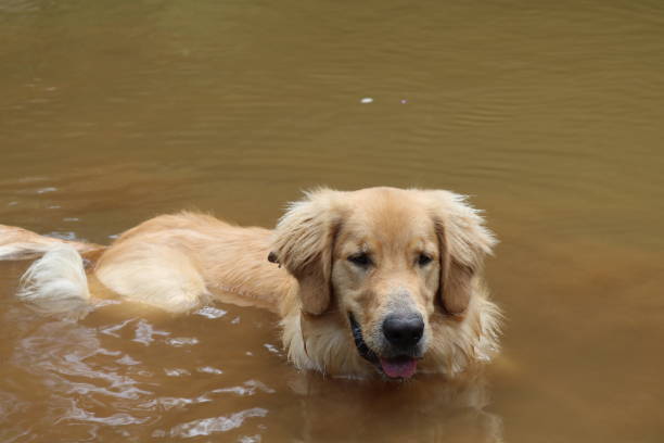 istock Happy golden retriever relaxing on the river 1127022891