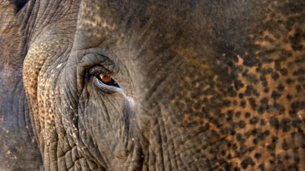 The eyes of an elephant