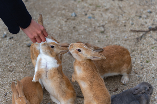 Feeding wild rabbits in winter sunny day on Okunoshima, as known as the \