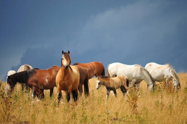 istock Horses in a field set against a moody sky 1127026707