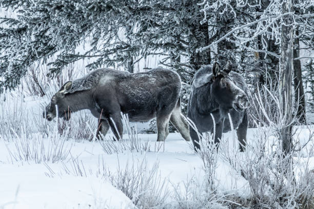 istock Moose calf and cow eating 1127026720