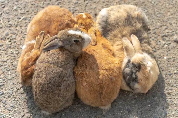 Cute wild rabbits on Okunoshima Island in sunny weaher, as known as the " Rabbit Island ". Numerous feral rabbits that roam the island, they are rather tame and will approach humans. Hiroshima, Japan.