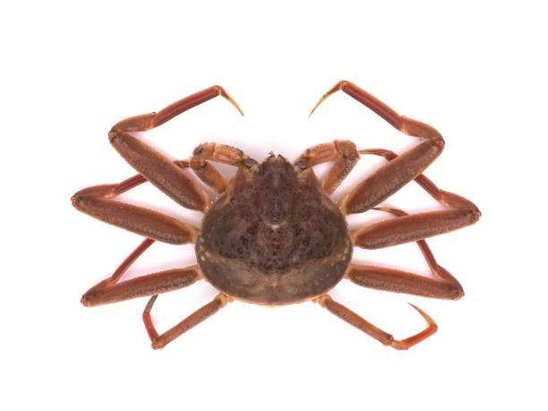 A living female snow crab