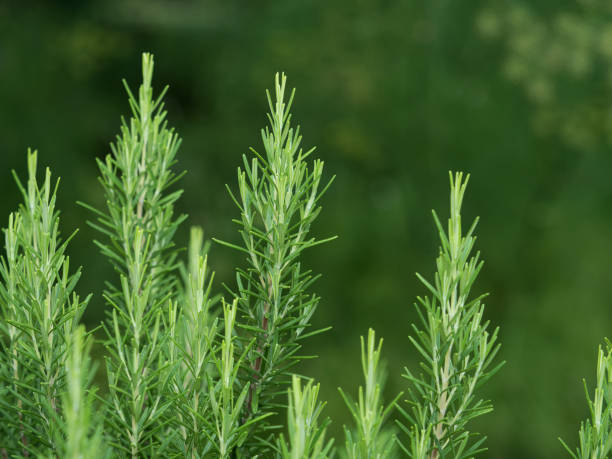 istock Rosemary of the herb garden 1127028010