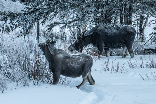 istock Moose family - calf and cow 1127028096