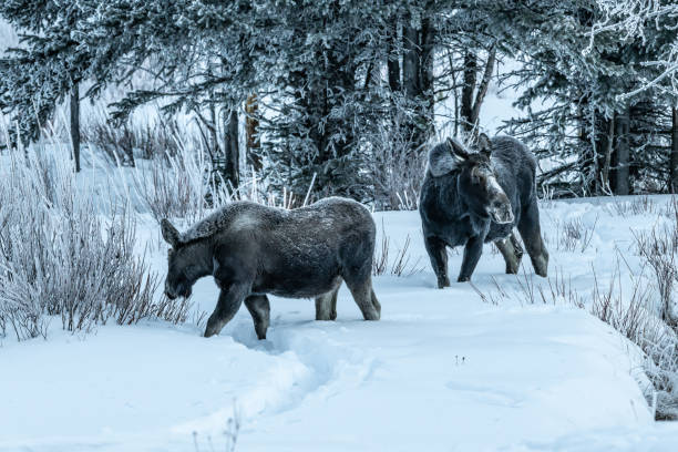 istock Moose cow and calf on subzero morning 1127028866