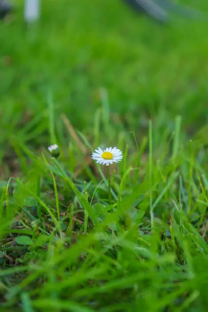 A daisy is alone in a meadow on the roadside. In the background one recognizes blurred a bicycle, it is summer, it is picnic time.