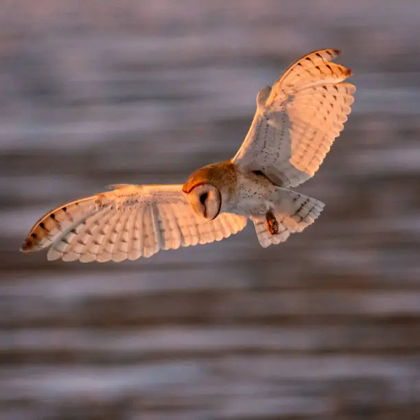 barn owl in flight with wings spread at sunset