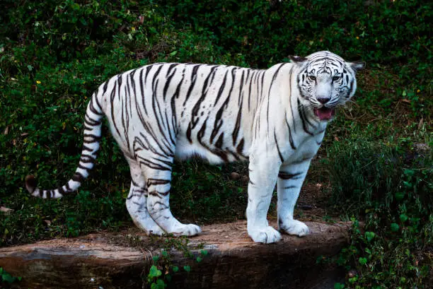 white tiger big, in zoo at thailand.