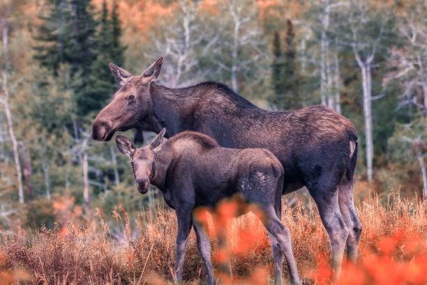 istock Mother Moose and Calf During Autumn Colors 1127029887
