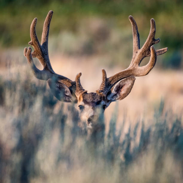 istock Large Mule Deer Buck in Velvet in Sagebrush 1127030043