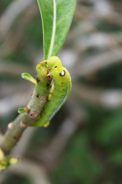 Moth Caterpillar biting and eating leaf Moth Caterpillar biting and eating leaf, Green worm on tree oleander hawk moth stock pictures, royalty-free photos & images