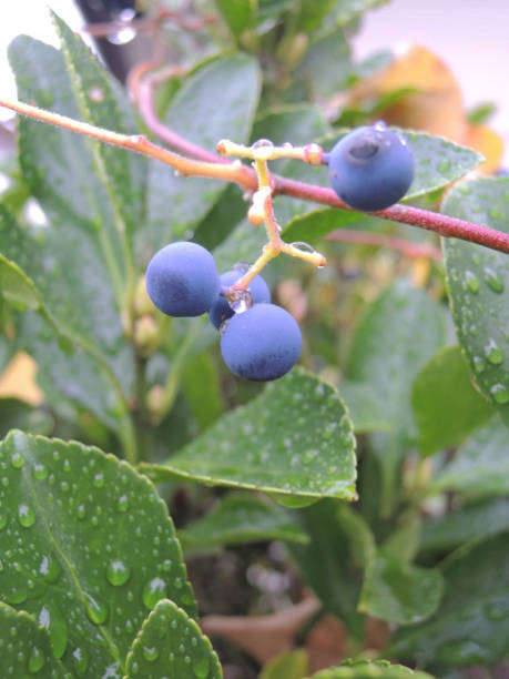 istock blue fruits and water drop shining after rain 1127030105
