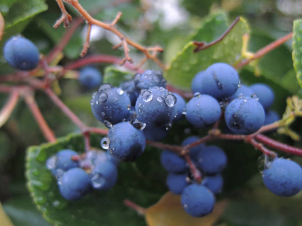 istock blue fruits and water drop shining after rain 1127030107