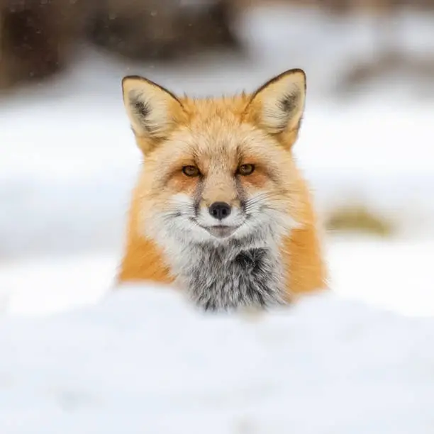 Red Fox peaking over a snow bank during a winter storm