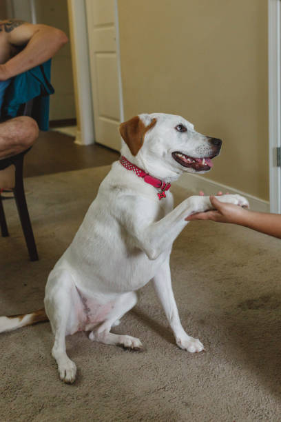 istock Dog giving the paw 1127030810