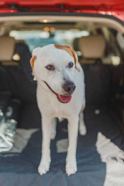 istock Dog in the car waiting to walk 1127030811