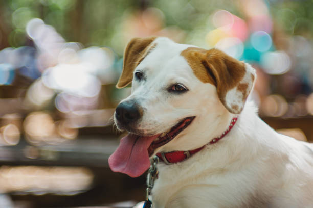 istock Close up of resting dog 1127030831
