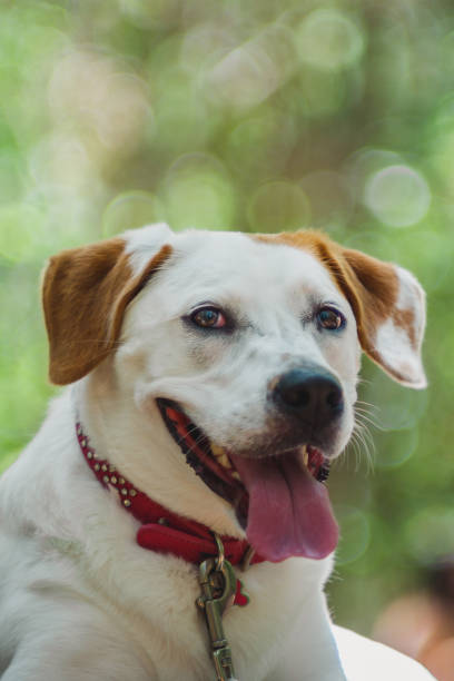 istock Close up of resting dog 1127030839