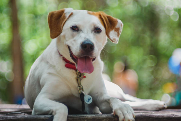 istock Close up of resting dog 1127030842