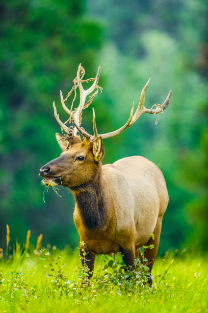 istock Jasper National Park in Alberta Canada 1127031056