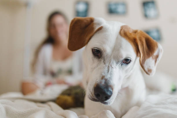 istock Couple in bed with their pet dog 1127031061