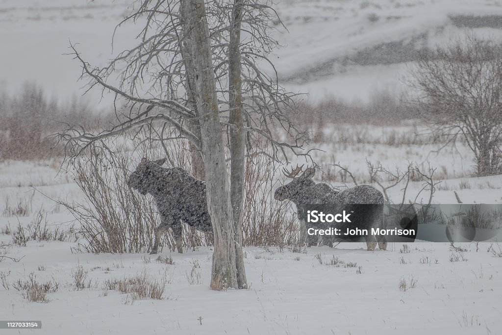 Young Bull Moose et vache comme les chutes de neige - Photo de Neige libre de droits