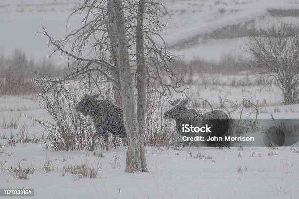 Photo libre de droit de Young Bull Moose Et Vache Comme Les Chutes De Neige banque d'images et plus d'images libres de droit de Neige