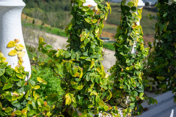 istock Climbing ivy trees around white concrete fence 1127034639