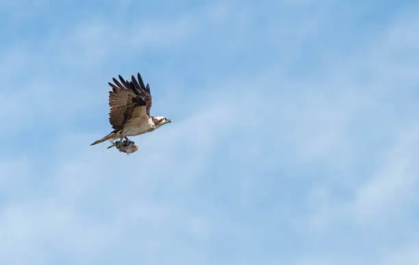 Photo of Osprey Flies with Fish on Sunny Day