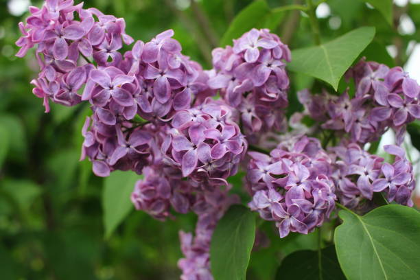 istock the blossoming lilac flowers 1127037613
