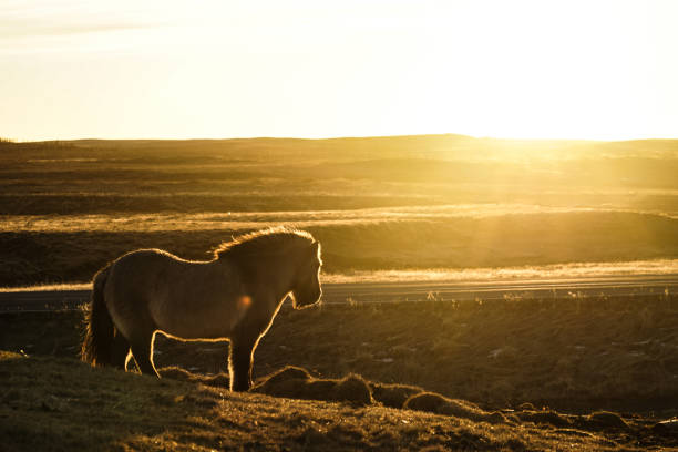istock Iceland of grassland horse (wild) 1127040238