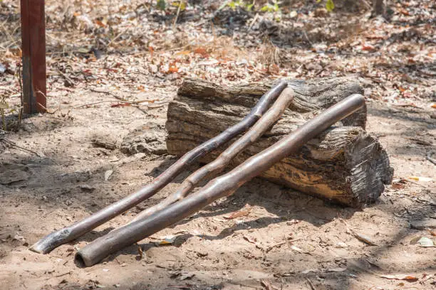Three didgeridoos resting on bushland log in the Northern Territory of Australia