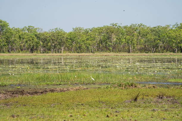 istock Great Egret in the Wetland 1127041865