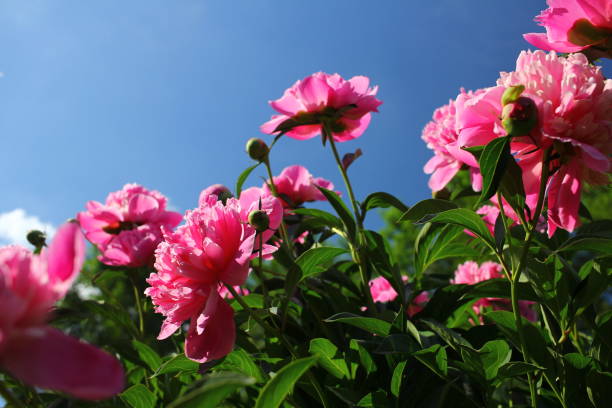 Mazzo di bella peonia in fiore in giardino - foto stock